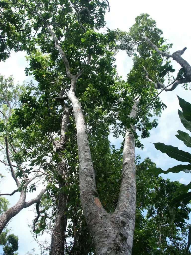 Merbau tree
