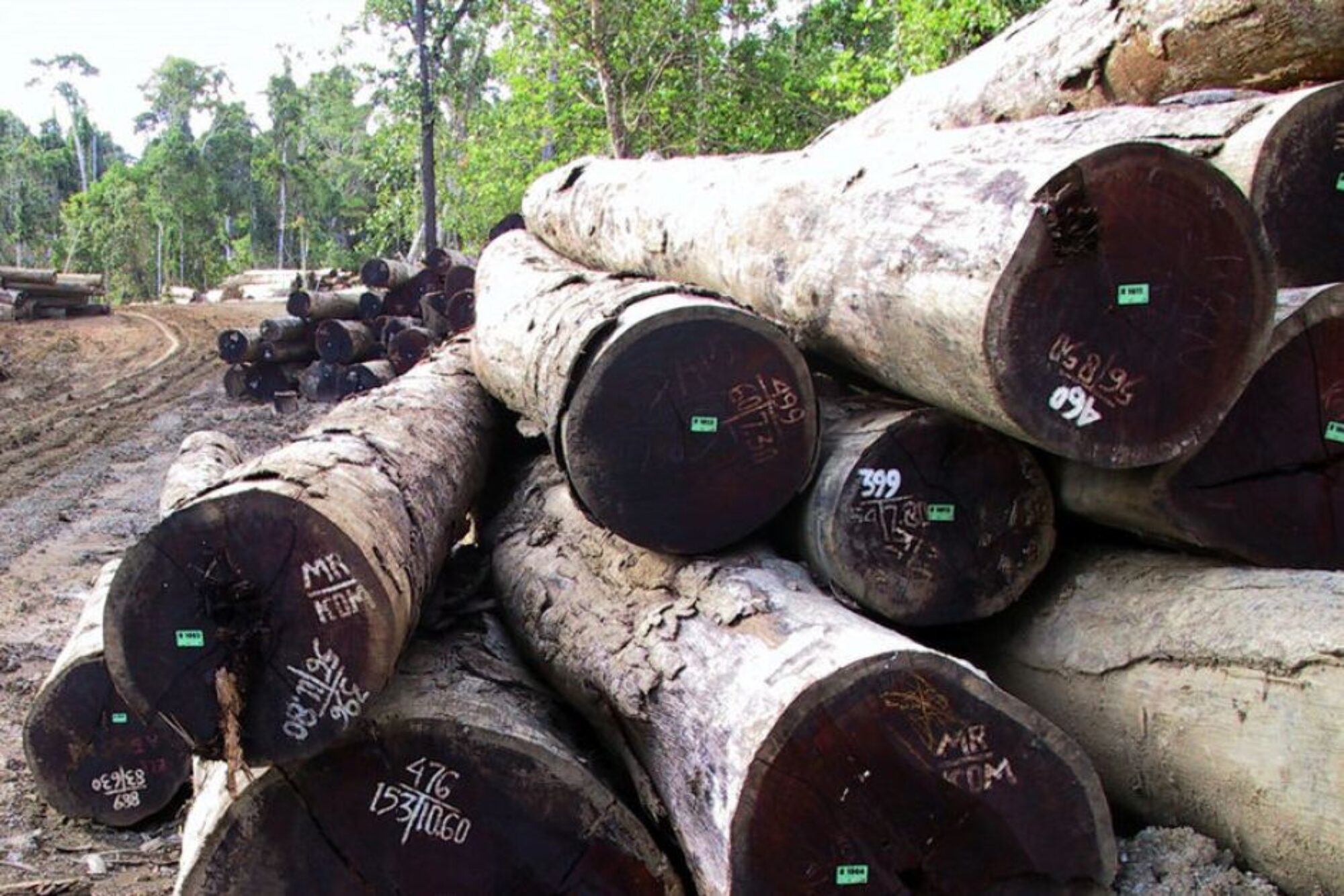 Merbau Hardwood Is Under Severe Threat Of Extinction